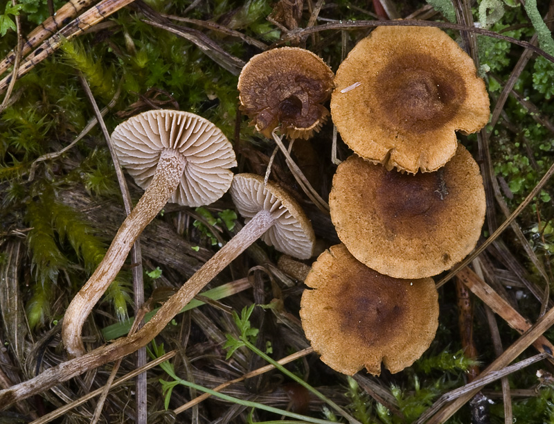 Inocybe jacobi